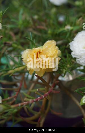 Portulaca Blume mit einem natürlichen Hintergrund. Indonesier nennen es krokot Stockfoto