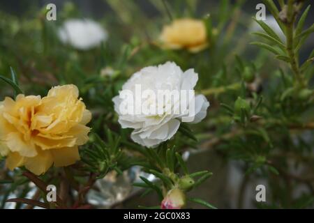 Portulaca Blume mit einem natürlichen Hintergrund. Indonesier nennen es krokot Stockfoto