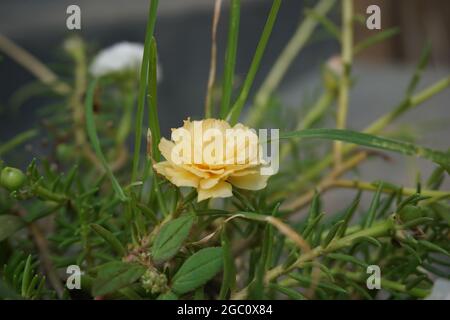 Portulaca Blume mit einem natürlichen Hintergrund. Indonesier nennen es krokot Stockfoto