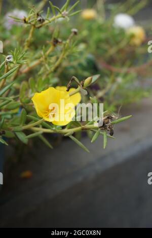 Portulaca Blume mit einem natürlichen Hintergrund. Indonesier nennen es krokot Stockfoto