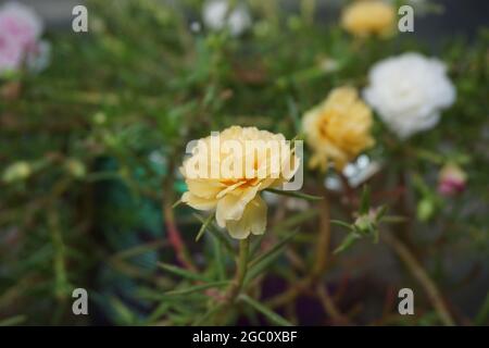 Portulaca Blume mit einem natürlichen Hintergrund. Indonesier nennen es krokot Stockfoto