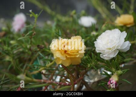 Portulaca Blume mit einem natürlichen Hintergrund. Indonesier nennen es krokot Stockfoto