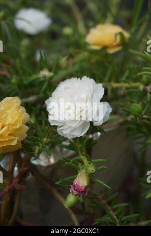 Portulaca Blume mit einem natürlichen Hintergrund. Indonesier nennen es krokot Stockfoto