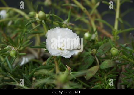 Portulaca Blume mit einem natürlichen Hintergrund. Indonesier nennen es krokot Stockfoto