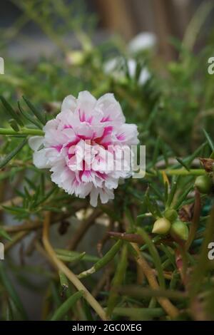 Portulaca Blume mit einem natürlichen Hintergrund. Indonesier nennen es krokot Stockfoto