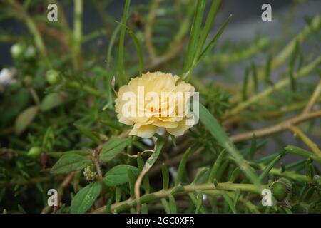 Portulaca Blume mit einem natürlichen Hintergrund. Indonesier nennen es krokot Stockfoto