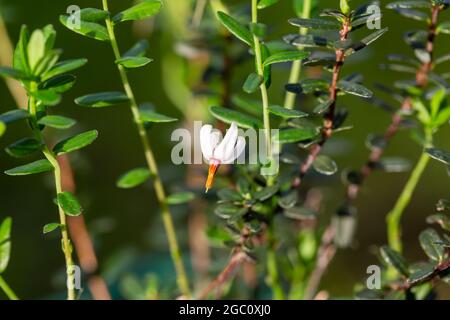 Nahaufnahme einer Gartenblume Vaccinium macrocarpon im Garten Stockfoto