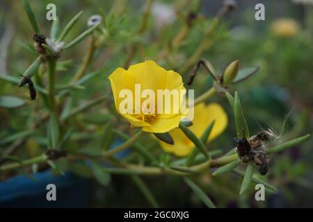 Portulaca Blume mit einem natürlichen Hintergrund. Indonesier nennen es krokot Stockfoto