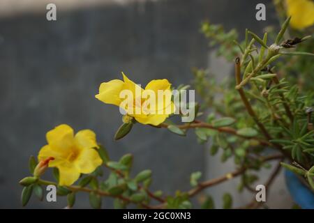 Portulaca Blume mit einem natürlichen Hintergrund. Indonesier nennen es krokot Stockfoto