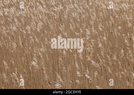 Feld von trockenem Gras, das im Wind an der Küste von Norfolk weht Stockfoto