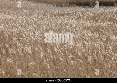 Feld von trockenem Gras, das im Wind an der Küste von Norfolk weht Stockfoto