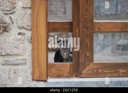 Katze ruht an einem sonnigen Tag im Sommer. Straßenkatzen in der Natur. Hochwertige Fotos Stockfoto