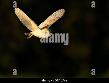 Eine wilde Scheune Owl (Tyto alba) im Flug bei Sonnenuntergang, Norfolk Stockfoto