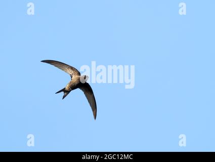 Ein Swift (Apus apus), der Insekten vor einem tiefblauen Himmel jagt, Norfolk Stockfoto