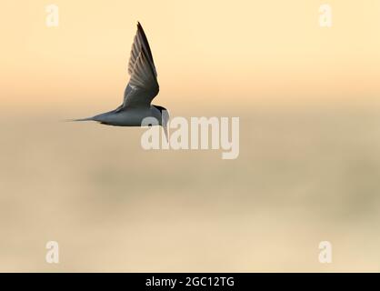 A Little Tern (Sternula albifrons) bei Sonnenaufgang, Norfolk Stockfoto