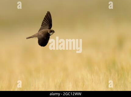 Ein Sand Martin (Delichon urbicum), der Insekten auf einem frisch geschnittenen Feld, Norfolk, jagt Stockfoto