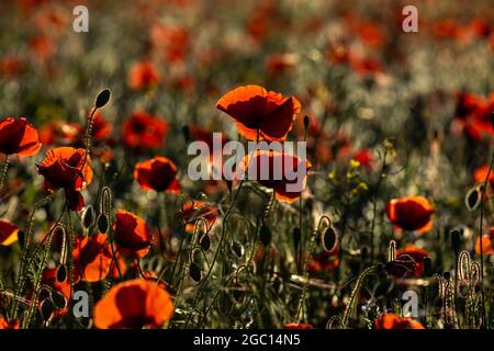 Poppies at Warkworth Stockfoto