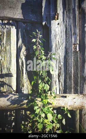 Mutterkraut oder Leonurus-Heilpflanze, die in der Nähe der alten Holzwand wächst Stockfoto