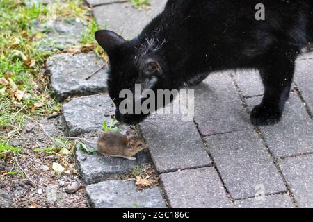 Hauskatze, Hauskatze (Felis silvestris f. catus), mit der Maus spielen, Deutschland Stockfoto