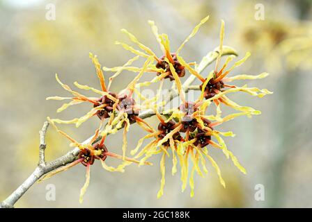 Hamamelis intermedia 'Feuerzauber', Hamamelis intermedia Feuerzauber, Hamamelis x intermedia), blühender Zweig, Sorte Sunburst Stockfoto