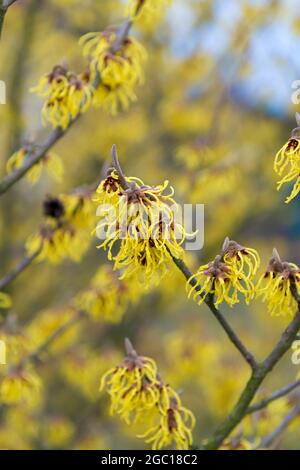 Hamamelis intermedia 'Arnold Promise', Hamamelis x intermedia 'Arnold Promise'), blühend, kultivierte Arnold Promise Stockfoto