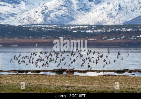 Roter Knoten (Calidris canutus), Schwarm roter Knoten an der Küste, Norwegen, Troms, Tisnes Stockfoto