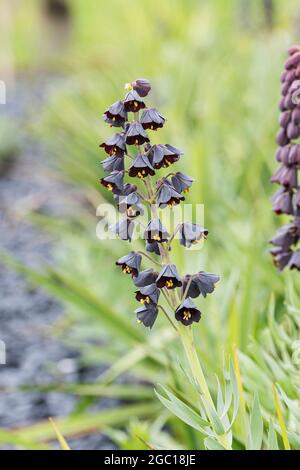 Persische Fritillary (Fritillaria Persica), blühen Stockfoto