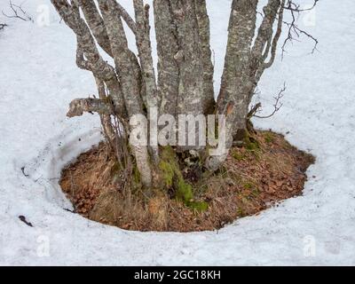 Frühling in Taiga, Tauwetter, Norwegen, Troms Stockfoto
