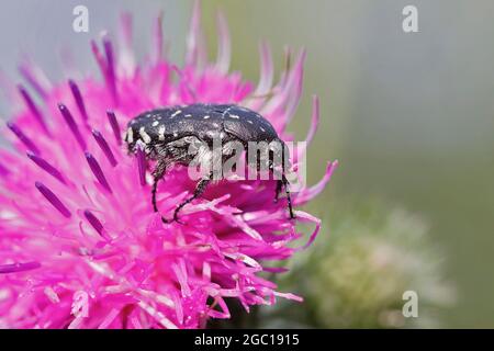 Weißfleckiger Rosenkäfer (Oxythyrea funesta), sitzt auf einer scheußlichen Blume, Deutschland, Nordrhein-Westfalen Stockfoto