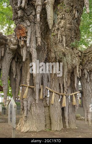 Maidenhair Baum, Ginkgo Baum, Gingko Baum, Ginko Baum (Ginkgo biloba), 1000 Jahre alt Ginkgo in Nigatake mit Chichis, Japan, Nigatake Stockfoto