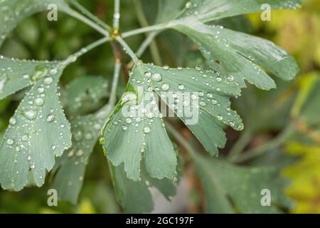 Maidenhair-Baum, Ginkgo-Baum, Gingko-Baum, Ginko-Baum (Ginkgo biloba), Blätter mit Regentropfen Stockfoto