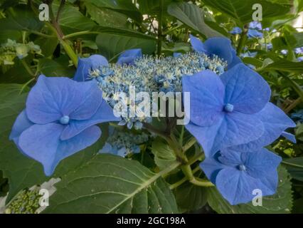 Gartenhortensien, Spitzenhut Hortensien (Hydrangea macrophylla), blaue Hortensienblüten, Deutschland Stockfoto