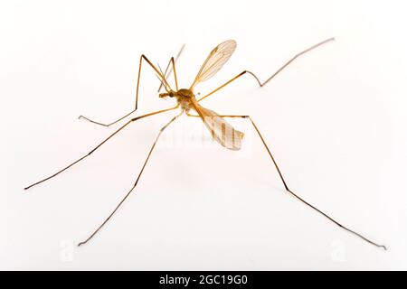 Kraut, Braune Dardy-Long-Legs (Tipula oleracea), Ausschnitt Stockfoto