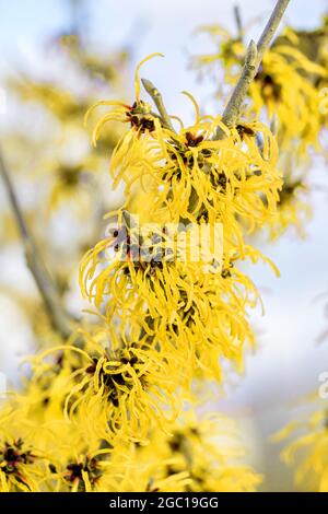 Hamamelis intermedia 'Robert', Hamamelis intermedia Robert, Hamamelis x intermedia), blühender Zweig, Kultivar Robert Stockfoto