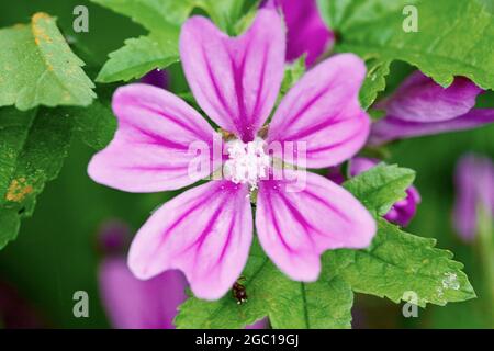 Gemeine Malve, blaue Malve, hohe Malve, hoher Käsekern (Malva sylvestris), Blume, Deutschland, Nordrhein-Westfalen Stockfoto