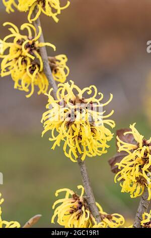 Hamamelis intermedia 'Primavera', Hamamelis intermedia Primavera, Hamamelis x intermedia), blühender Zweig, Sorte Primavera Stockfoto