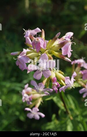 Im Sommer blühende Saponaria officinalis Stockfoto