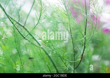 Nasser grüner Spargel verzweigt sich in Wassertropfen nach dem Regen. Stockfoto