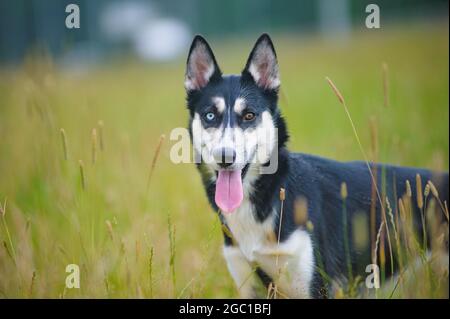 Niedlicher junger Husky Hund mit verschiedenfarbigen Augen in einem Sommerfeld Stockfoto