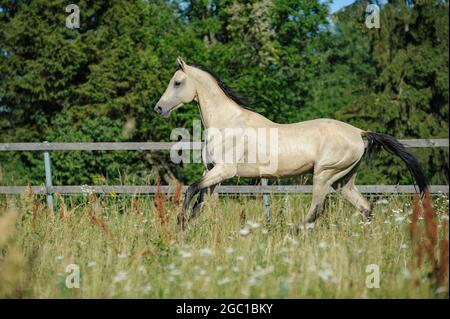 Buckskin akhal-teke Hengst galoppiert im Sommer Paddock Stockfoto