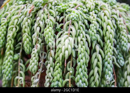 Sedum morganianum. Exotische Pflanze der Familie Crassulaceae. Wächst im Süden Mexikos. Stockfoto