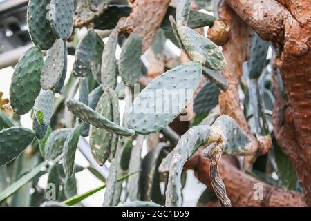 Grüne Kaktuszweige mit langen Dornen wachsen im Frühlingspark. Stockfoto