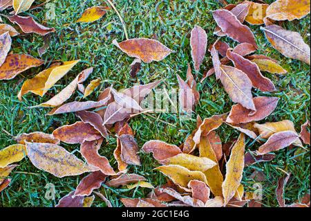 Gefrorenes Herbstlaub auf dem Boden Stockfoto