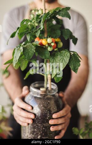 Mann, der eine selbst angebaute Kirschtomate in einem Topf mit einigen reifen Kirschtomaten hält. Home Bio-Garten und Öko frisches Gemüse Konzept Stockfoto