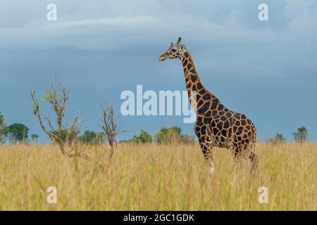 Giraffe Murchinson Falls National Park, Uganda. Stockfoto