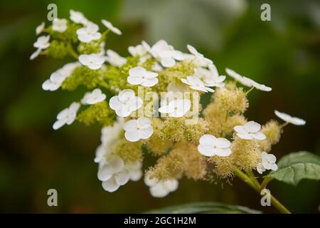 Schöne weiße Hydrangea macrophylla im Garten. HORTENSIA PANICULATA „WHITE LADY“ Stockfoto