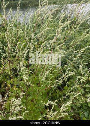 BEIFUSS Artemisia vulgaris. Foto: Tony Gale Stockfoto