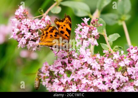 Schmetterling auf Blume, Origanum vulgare Wild marjoram Polygonia c-Album Stockfoto