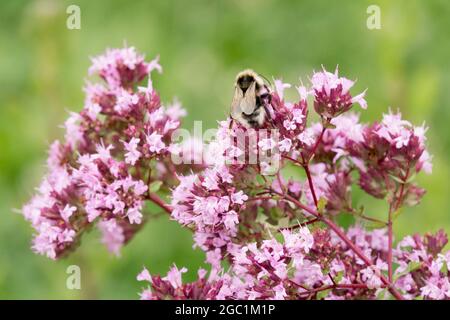 Umweltfreundliche Honigpflanze Wild Marjoram Origanum vulgare bienenfreundliche Pflanzen Stockfoto