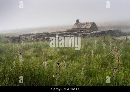 Alte Scheune und Schafsfalte sowie tau beladene Wiesengräser und Disteln an einem nebligen Sommermorgen in Swaledale, Yorkshire Dales National Park, England. Stockfoto